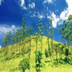 Tea Plantation Tour in Wayanad 